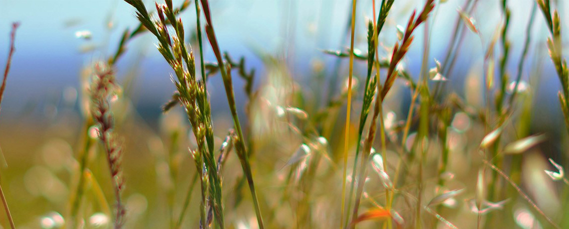 A Harvest to Prepare